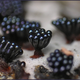 Image for article titled The Bizarre Collective Consciousness of Slime Mold